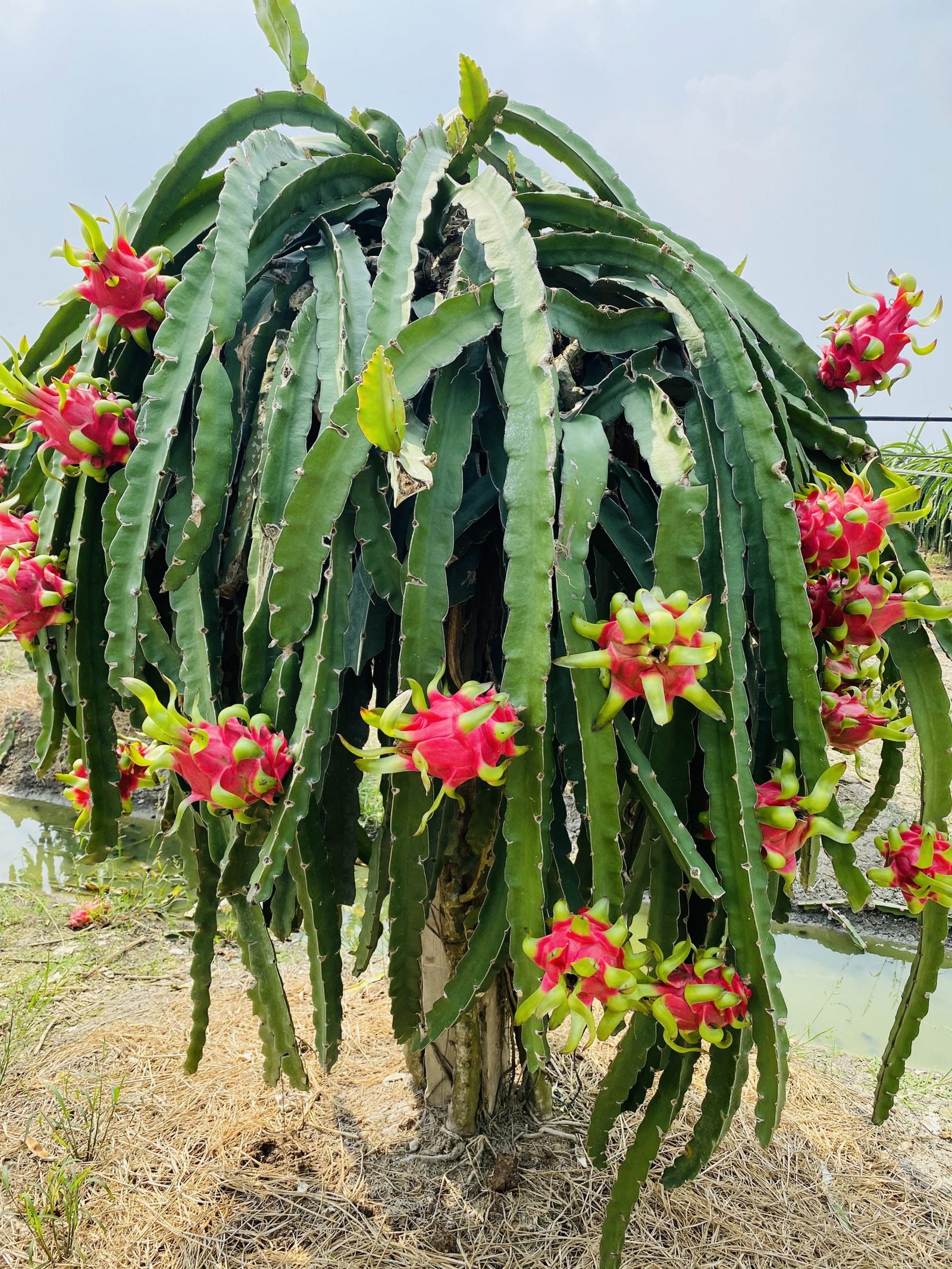 5 Vựa Thanh Long ruột đỏ UY TÍNH Nhất Long An - Fruit95.com | F95