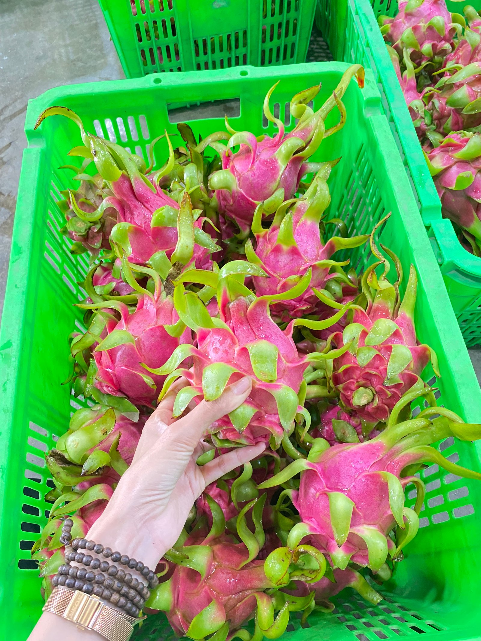Tin tức giá thanh long ruột đỏ mới nhất hôm nay - Fruit95.com | F95