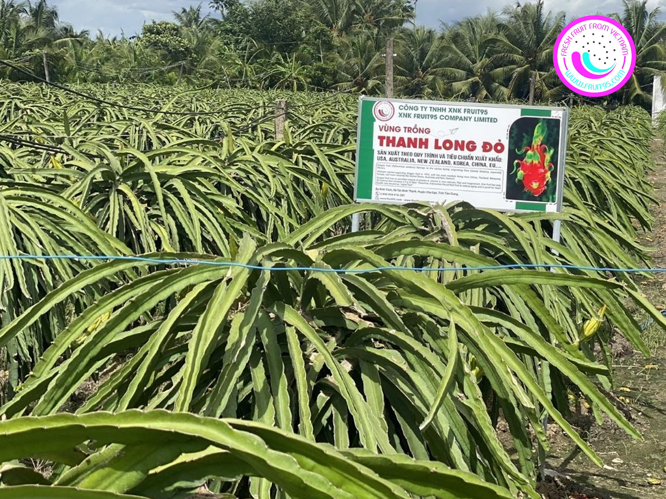 fruit95.com-thanh-long-ruot-trang-xuat-khau-han (2)