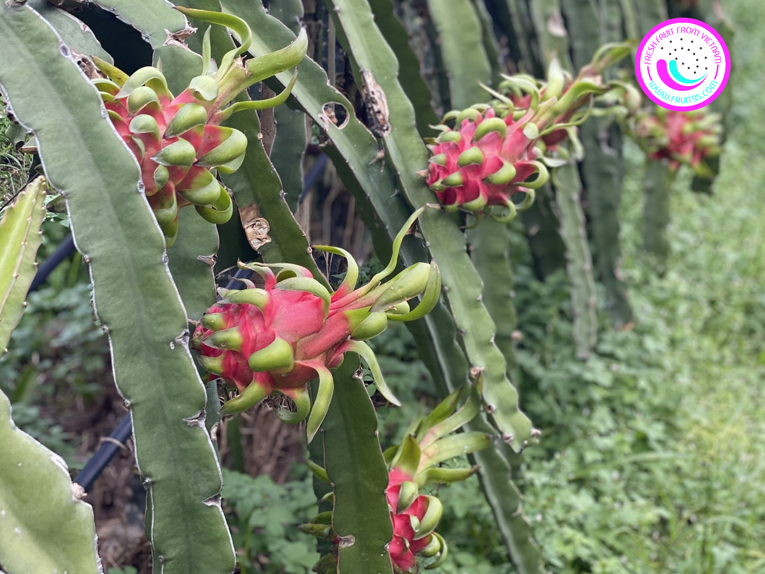 fruit95.com-thanh-long-ruot-trang-xuat-khau-han (5)